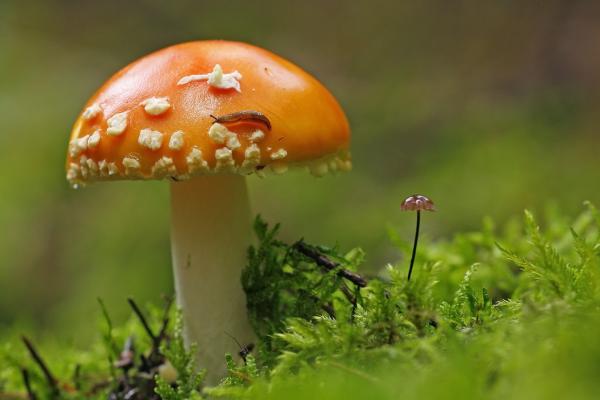 Ki a kicsit nem becsüli