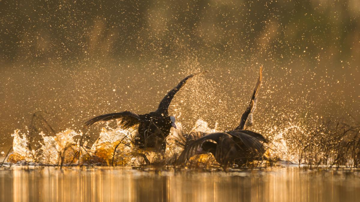 Szakolczai Krisztina