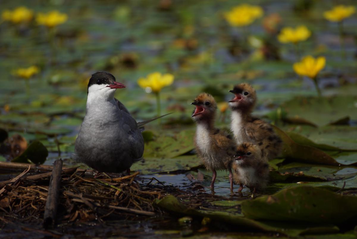 Laczkó-Magyar György