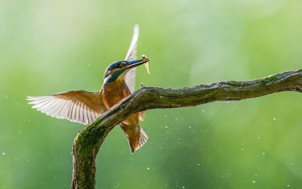 Dinamikus  érkezés