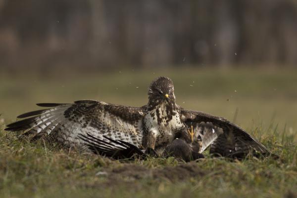 Kétvállas győzelem