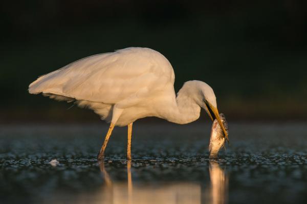 Kócsag és a kárász