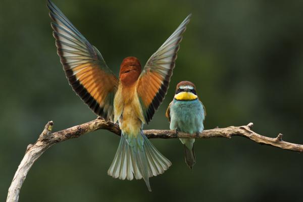 Érkezik a párom...