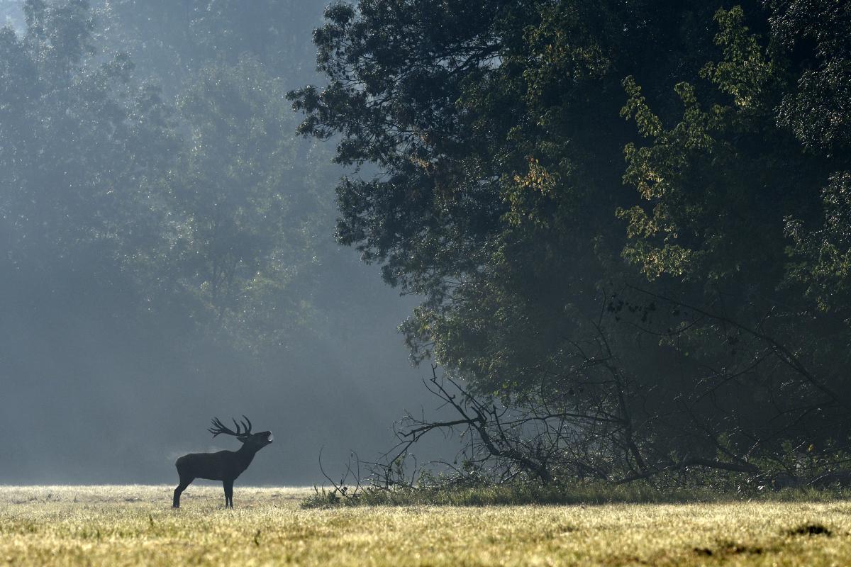 Násfayné Kőházi Mária
