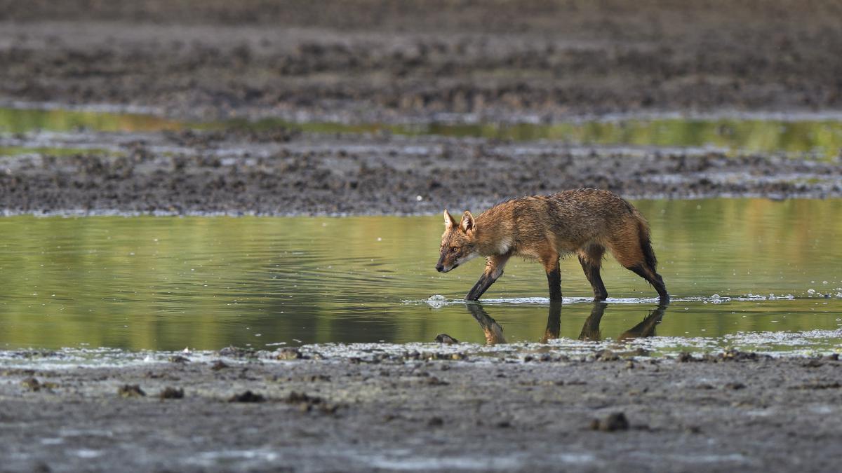 Násfayné Kőházi Mária