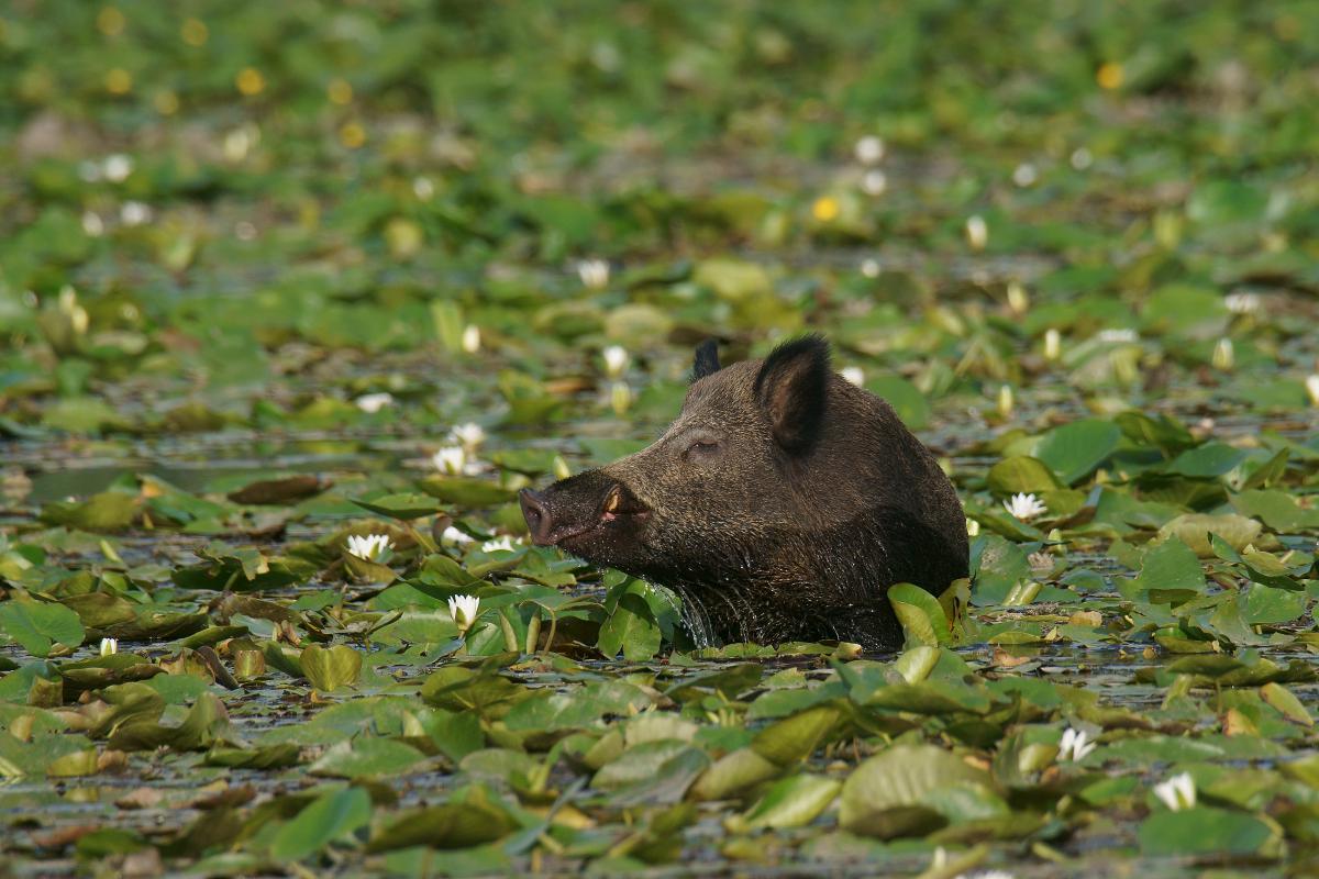 Kalmár Lajos Gábor