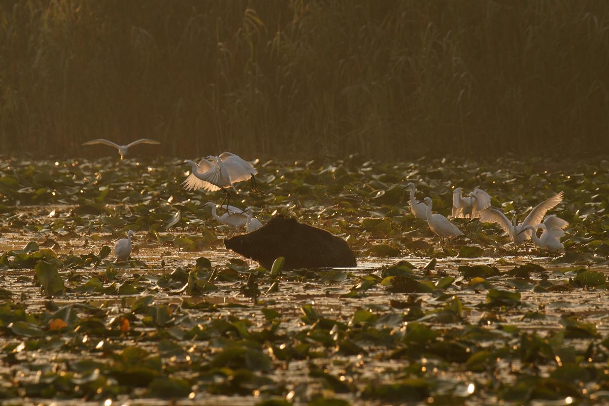 Kalmár Lajos Gábor