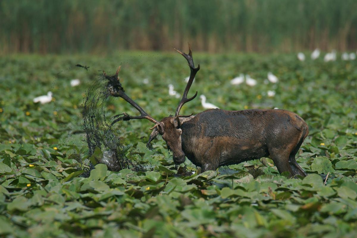 Kalmár Lajos Gábor