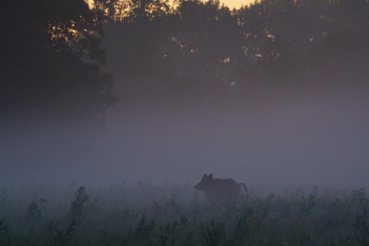 Kalmár Lajos Gábor