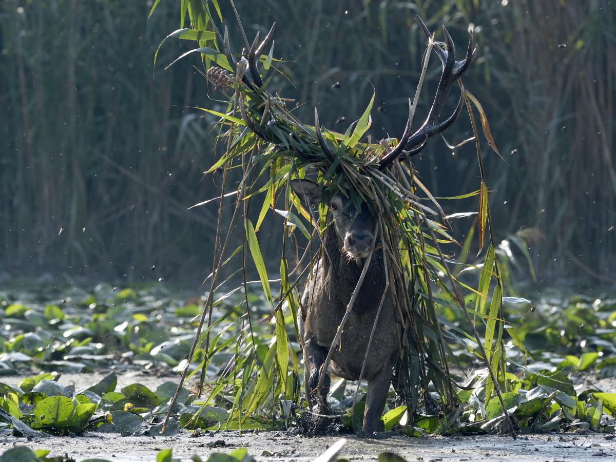 Násfayné Kőházi Mária