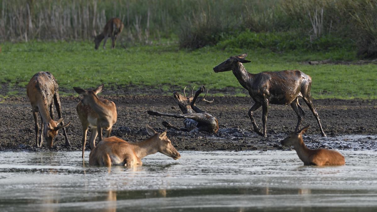 Násfayné Kőházi Mária