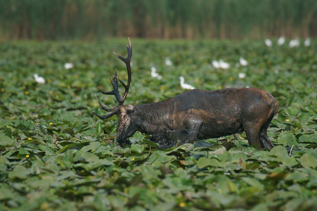 Kalmár Lajos Gábor