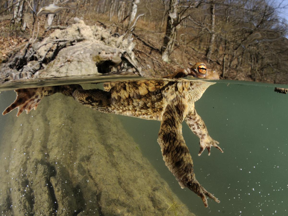 Násfayné Kőházi Mária