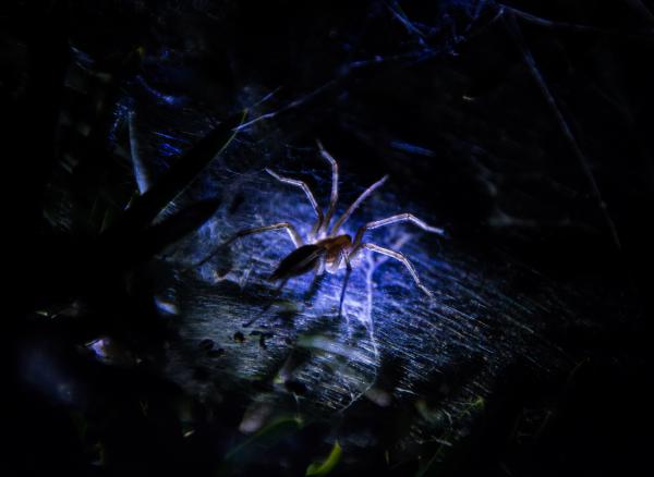 A fény hálójában