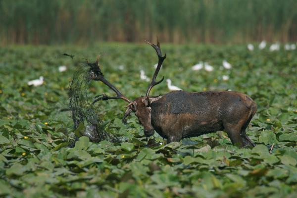 Viadal a láthatatlannal