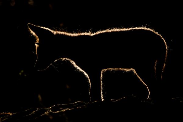 Róka sziluett