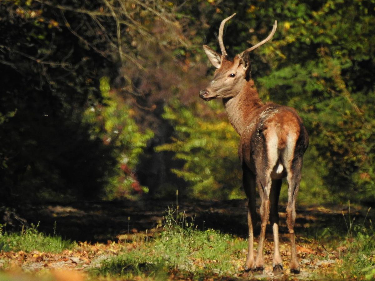 Koncz-Bisztricz Tamás