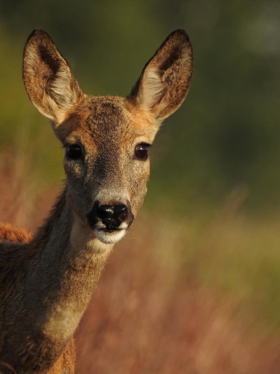 Koncz-Bisztricz Tamás