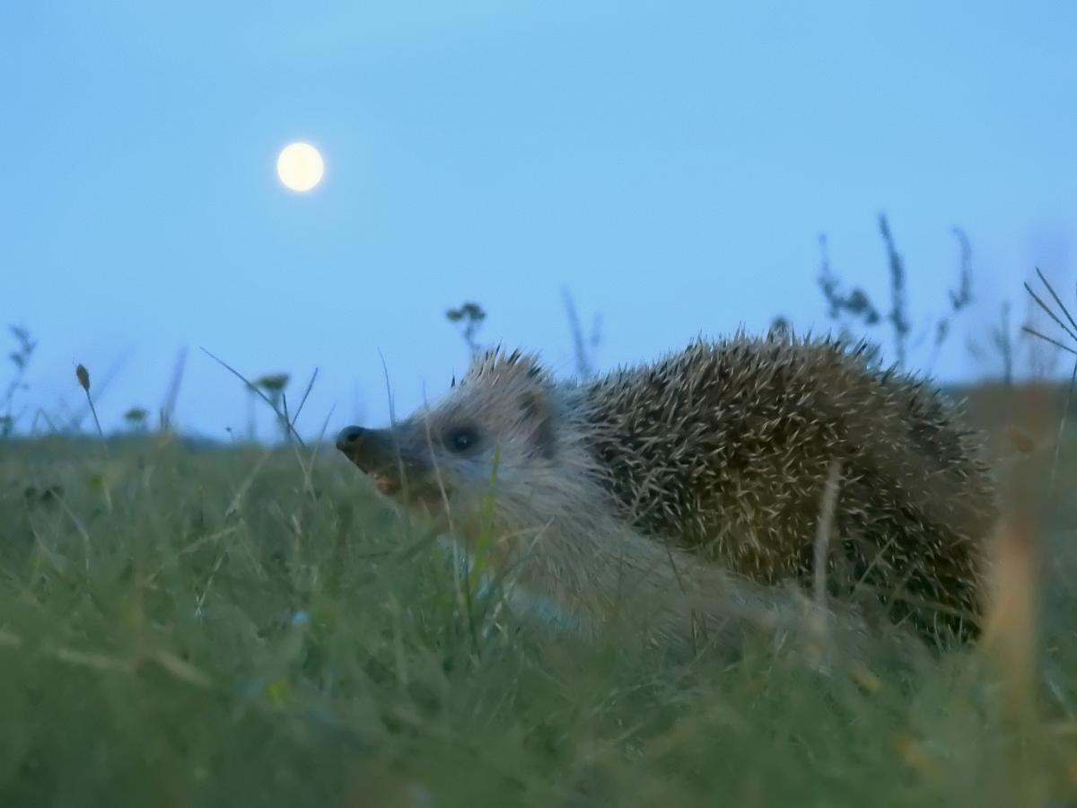 Koncz-Bisztricz Tamás