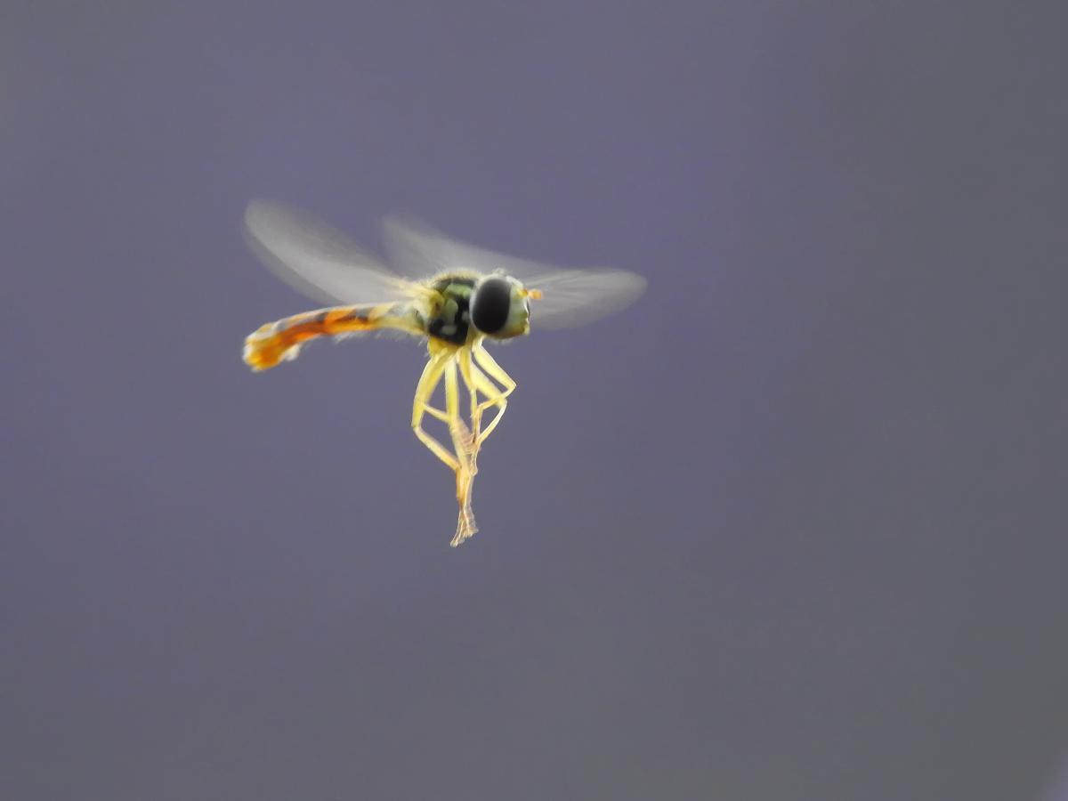 Koncz-Bisztricz Tamás