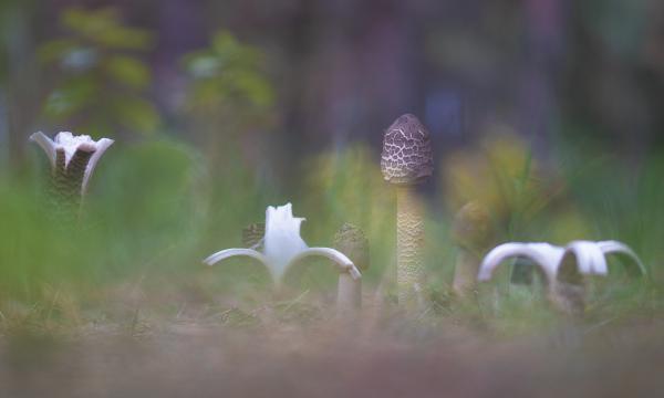 Szüret előtt - szüret után