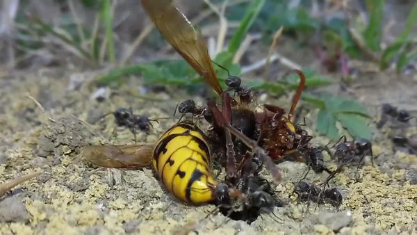 Sok lúd disznót győz