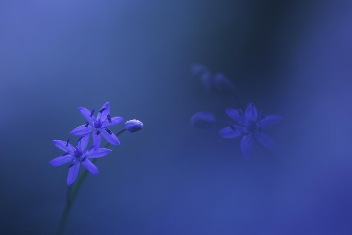 Darányiné Bakos Éva