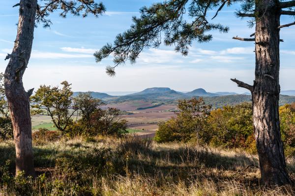 Kilátás a két fenyőfához