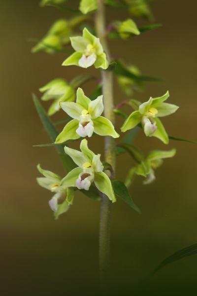 Szépség az erdők mélyén