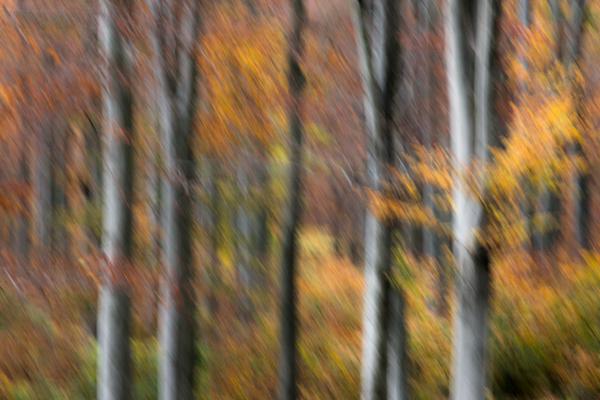 Őszi színesceruza-rajz