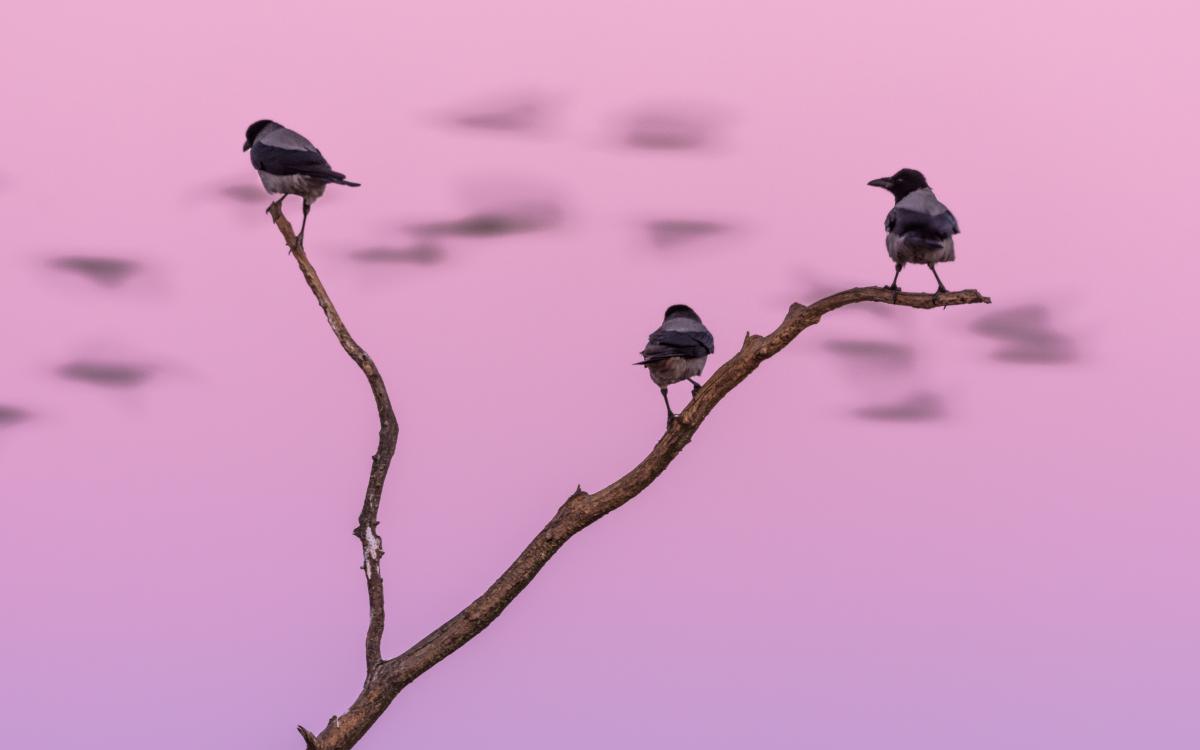 Szakolczai Krisztina