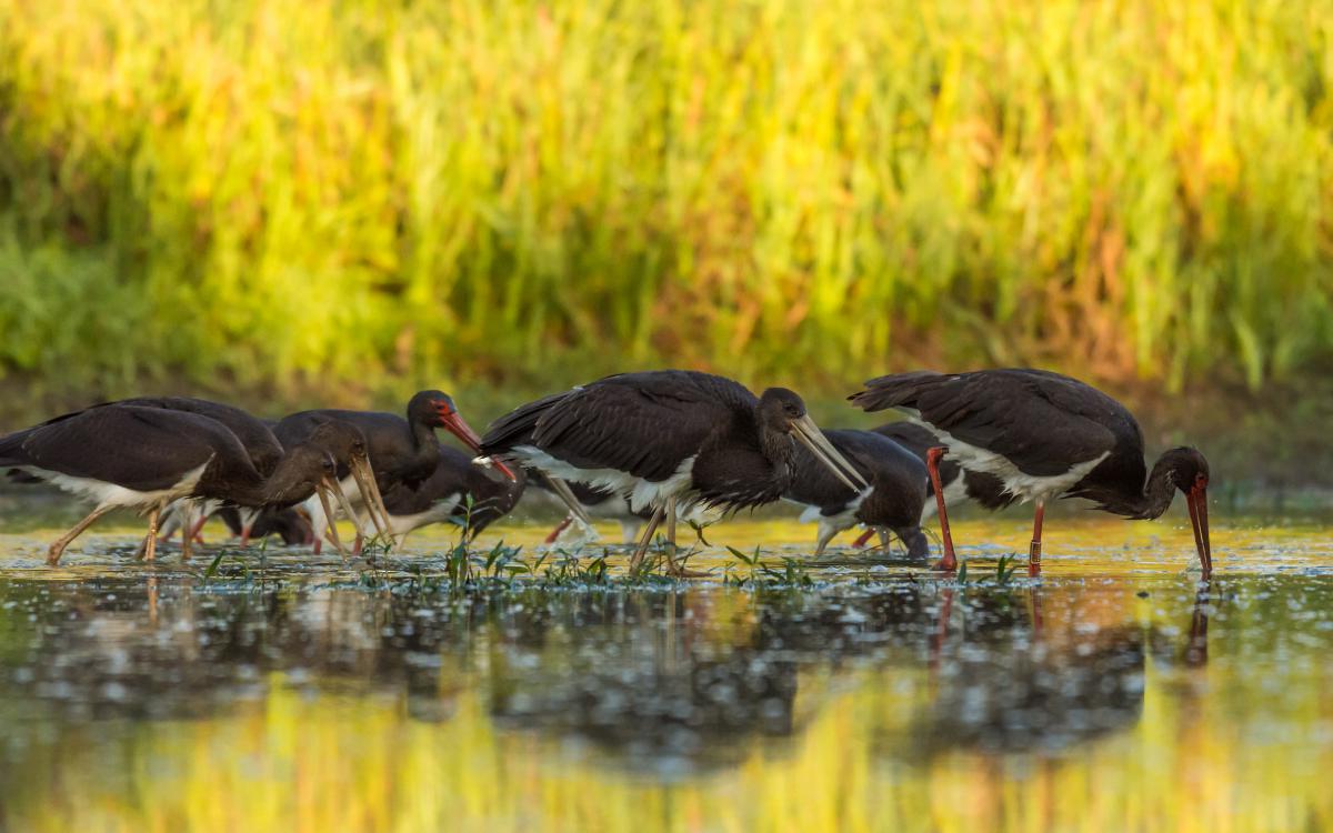 Szakolczai Krisztina
