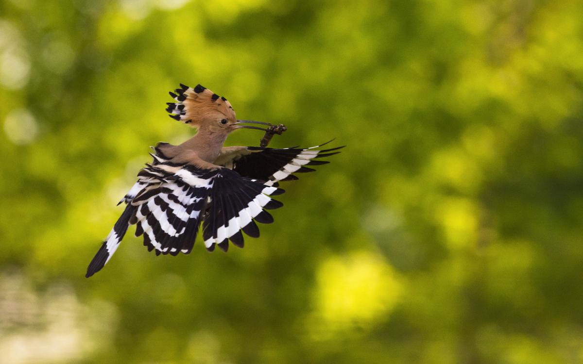 Szakolczai Krisztina