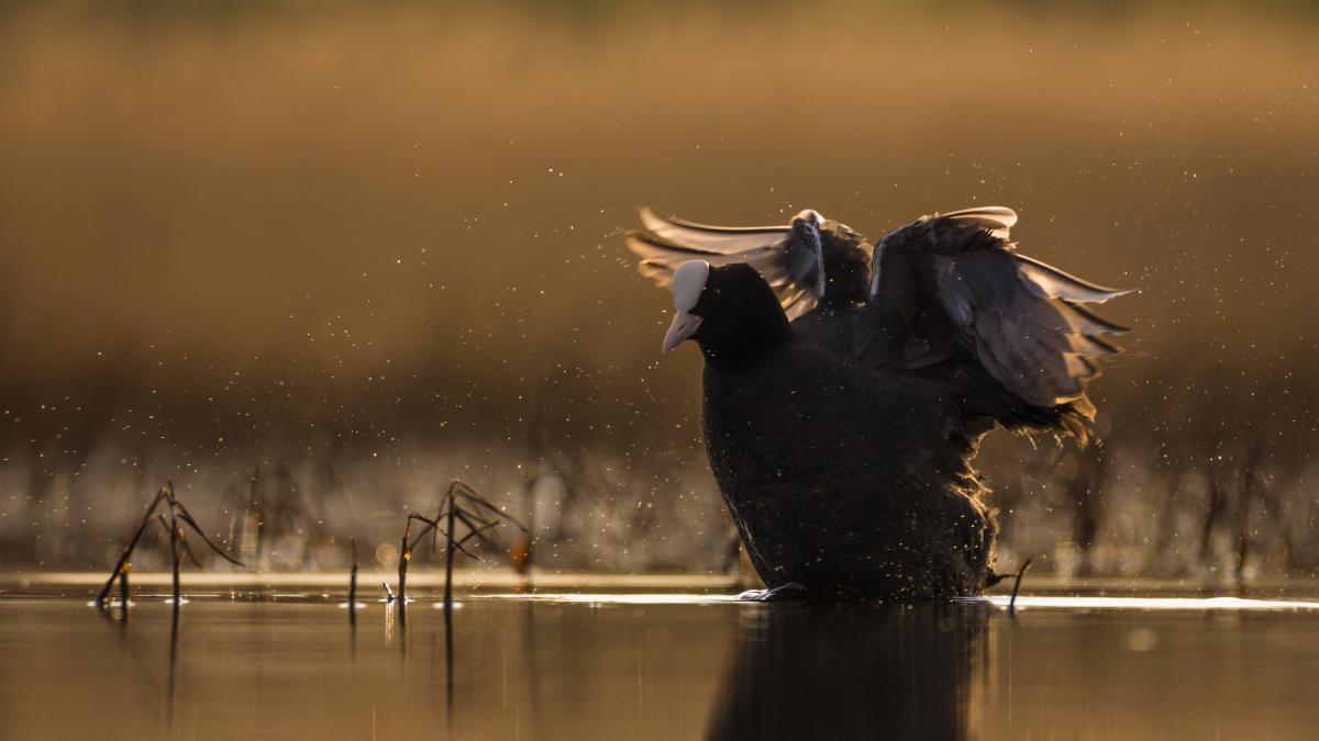 Szakolczai Krisztina