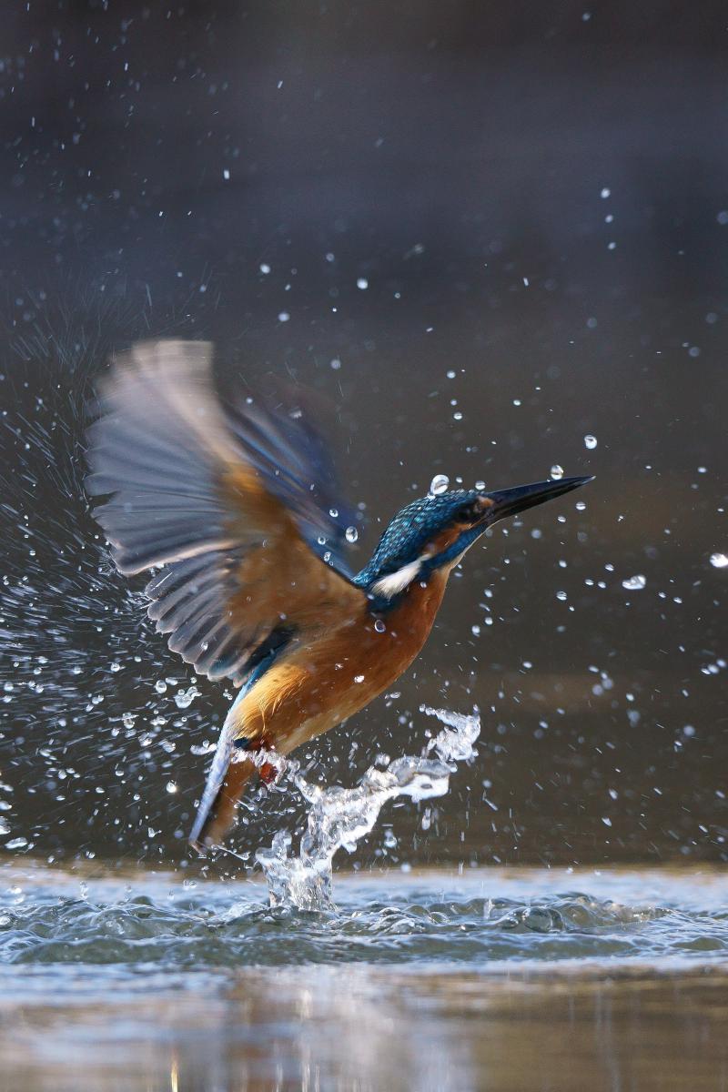 Kalmár Lajos Gábor