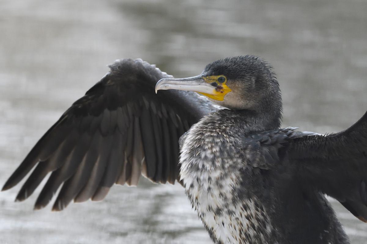 Násfayné Kőházi Mária