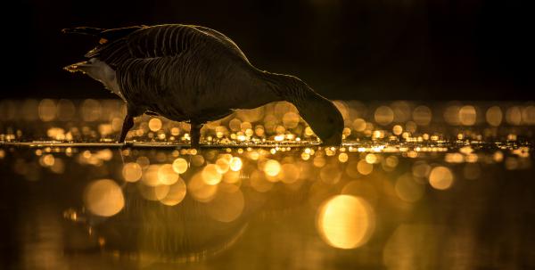 Karácsonyi hangulat