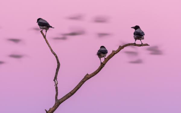 Forgalom-számlálók