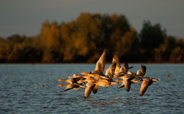 Ludak a víz fölött
