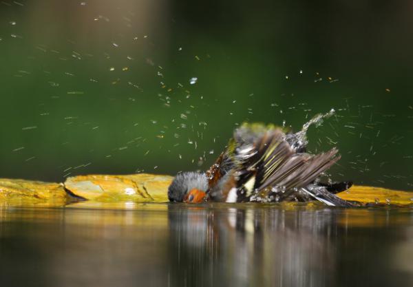 Kicsit megrázom magam