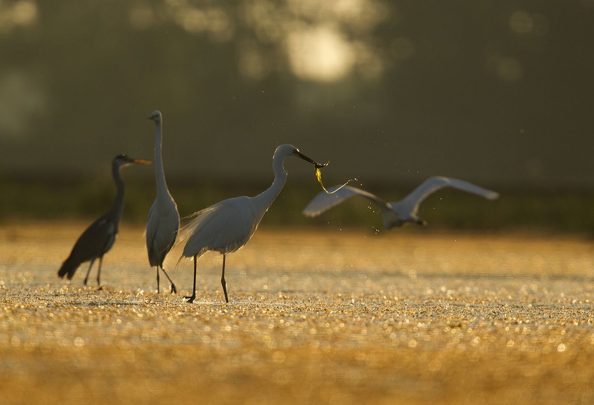 Bernáth Sándor dr. 
