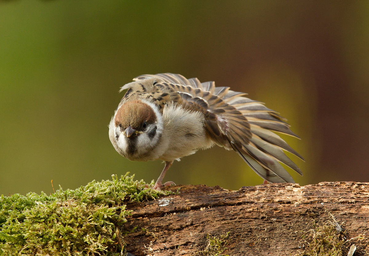 Bernáth Sándor dr. 