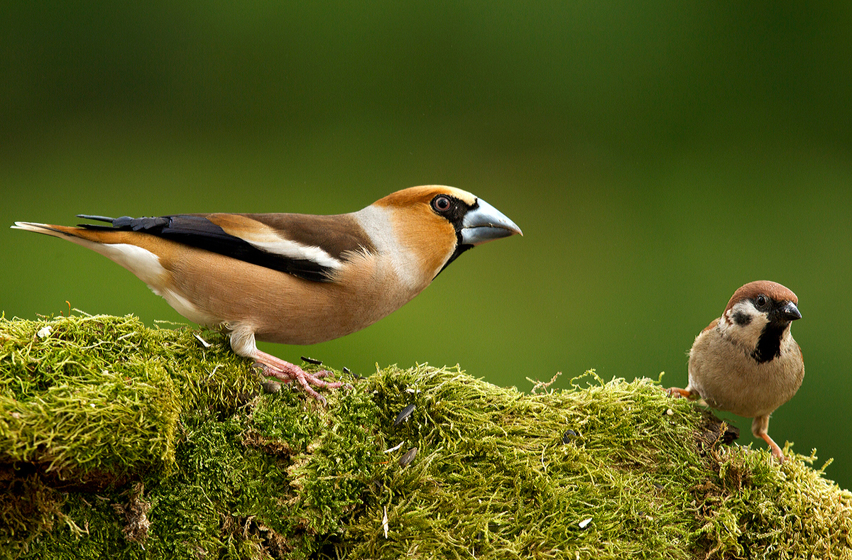 Bernáth Sándor dr.