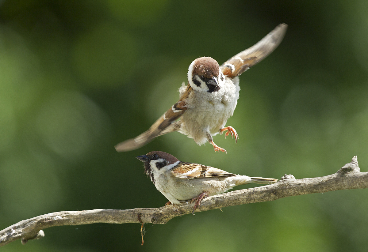 Bernáth Sándor dr. 