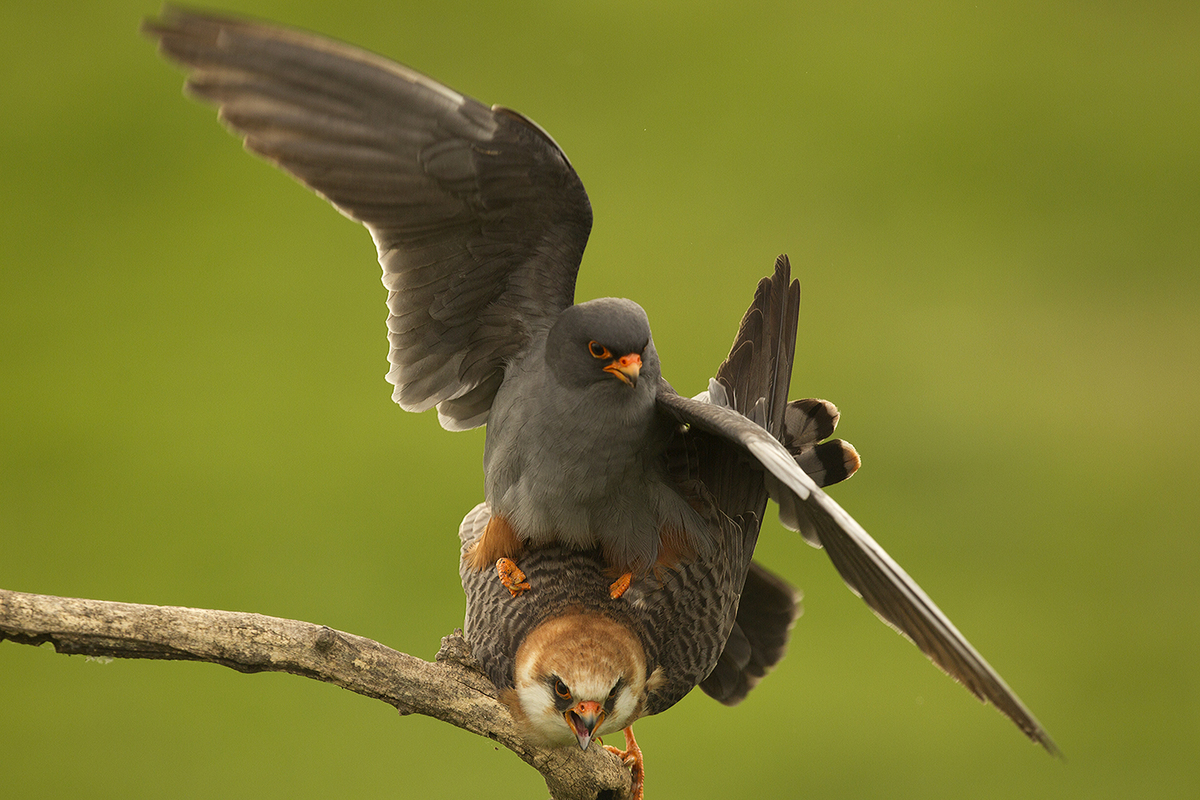 Bernáth Sándor dr.
