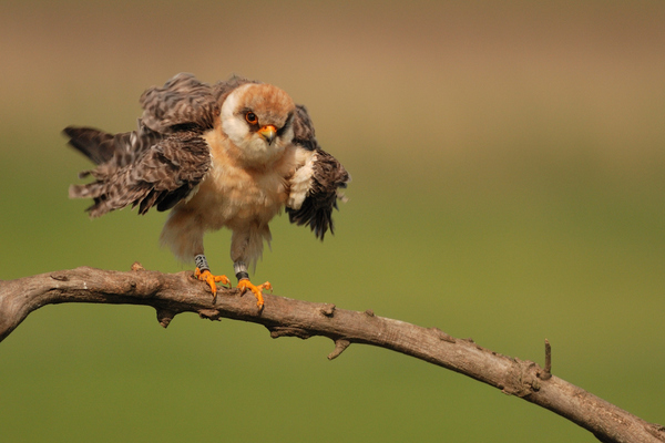 Torzonborz a nagykirály