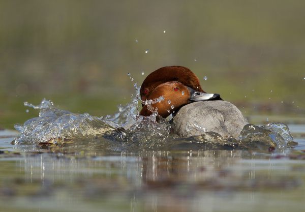 Szelíd vetélkedés