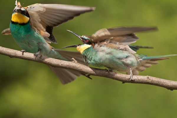 Nem megmondtam,hogy....