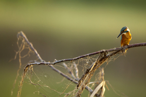 Jégmadár Jégmadár