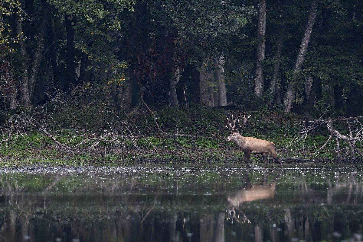 Násfayné Kőházi Mária